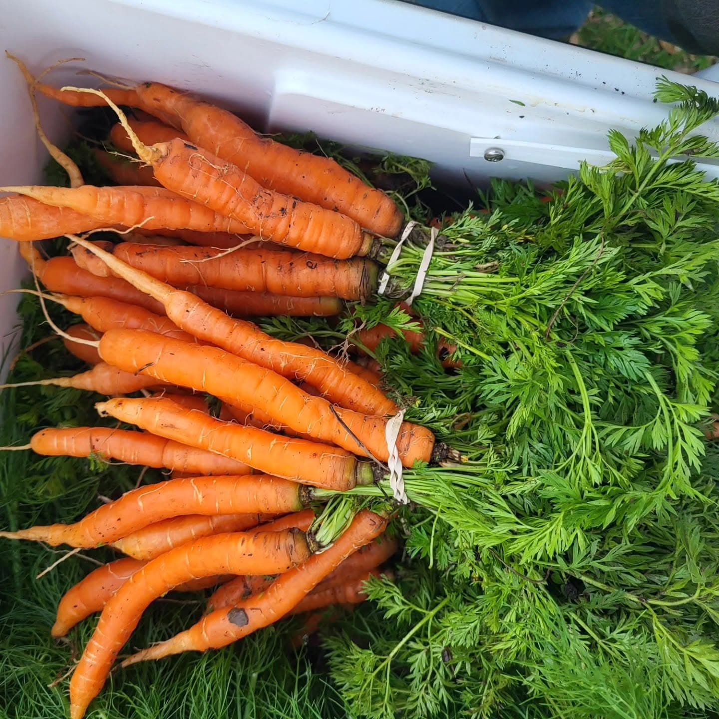 Carrots
