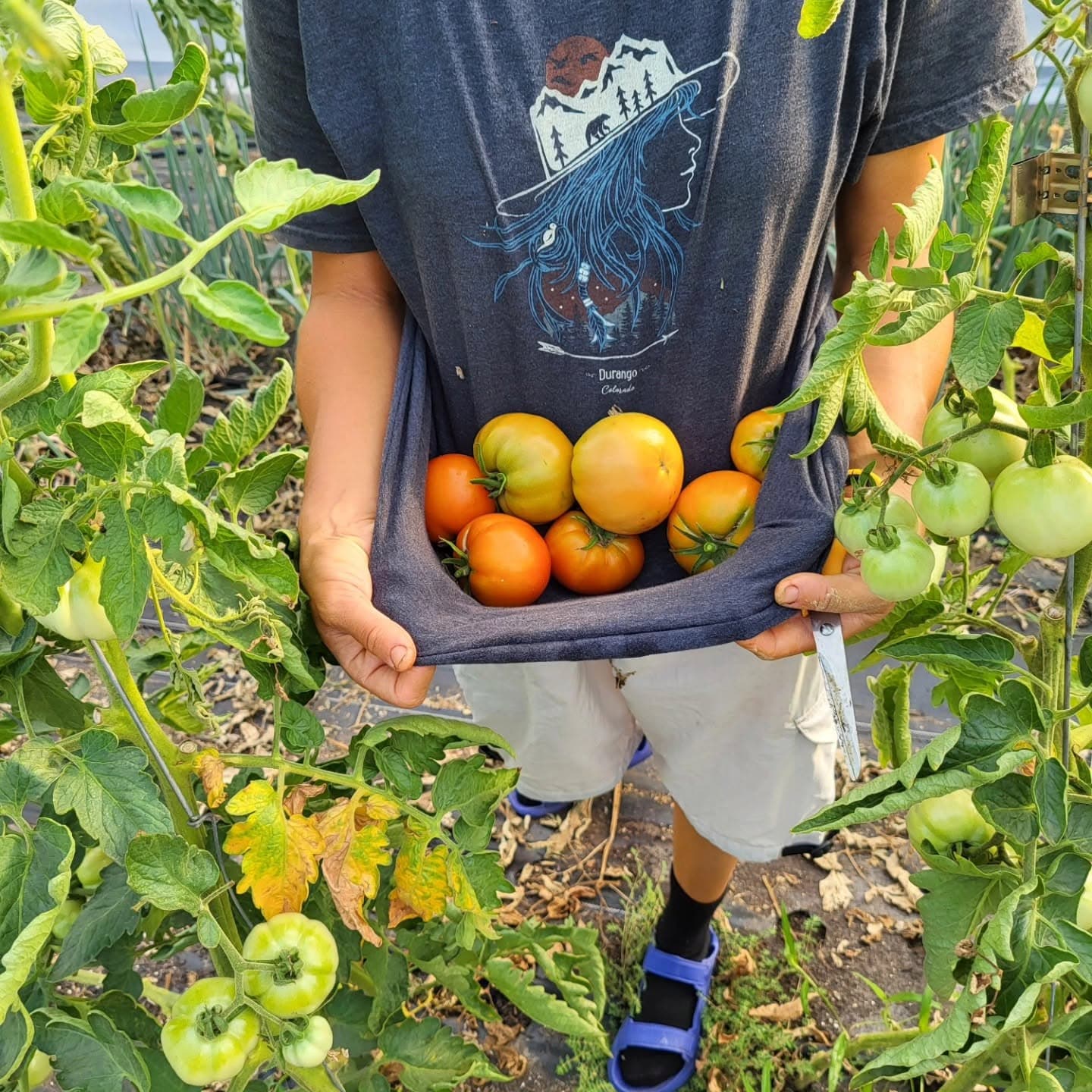 Large Tomatoes