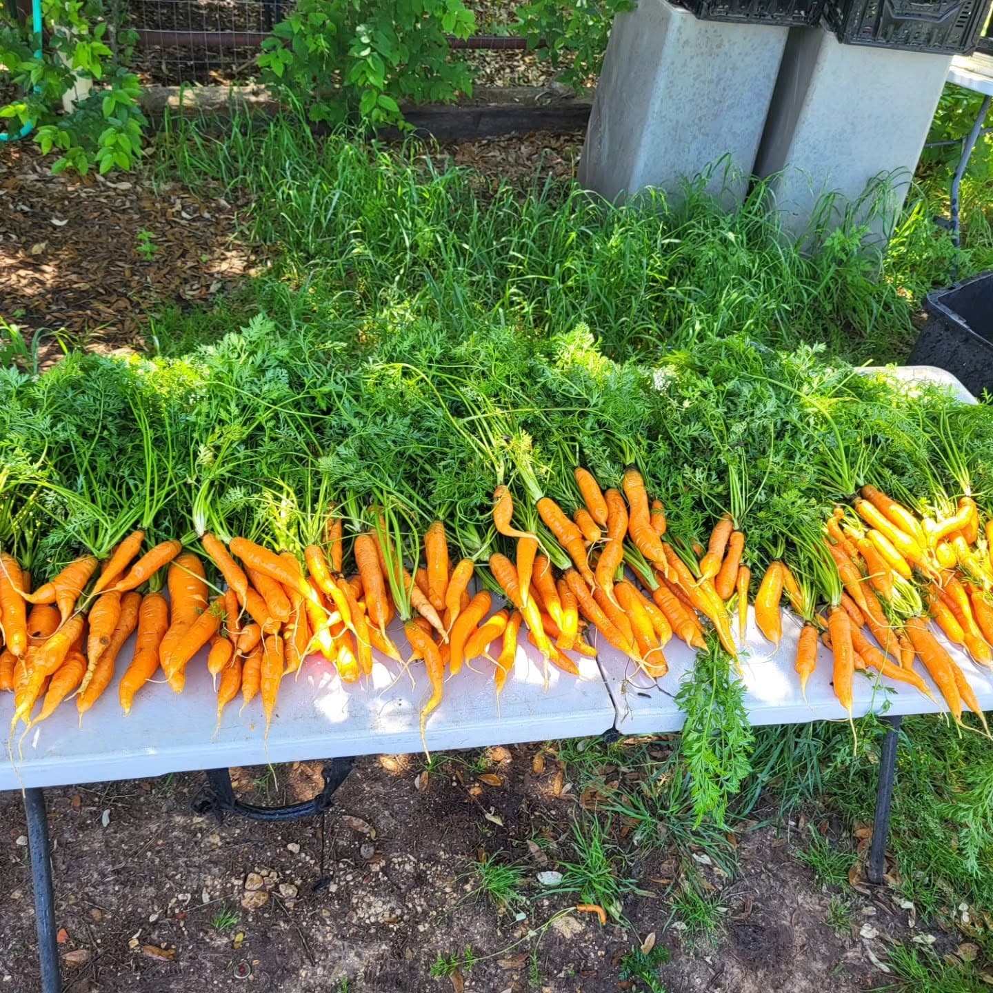 Carrots 2